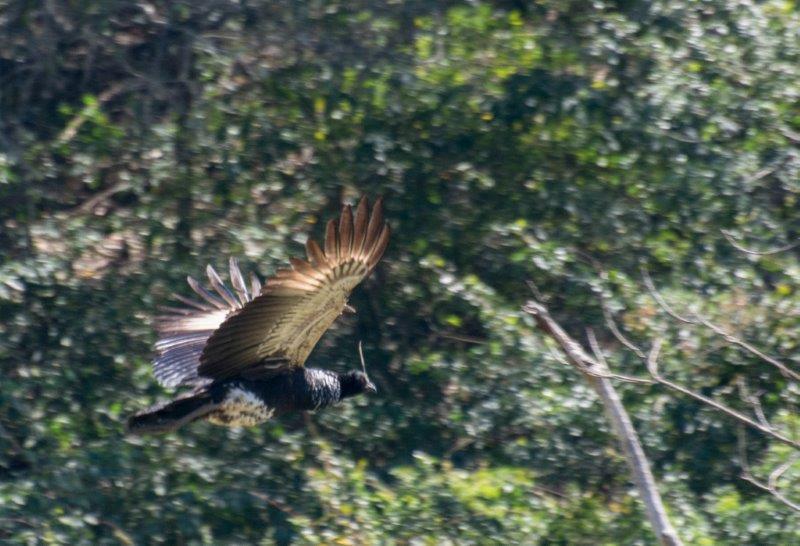 Programa de monitoramento da fauna